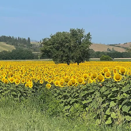 Con Piscina Immerso Nel Delle Crete Senesi 아파트 *